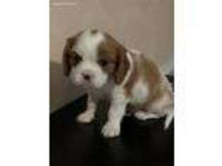 Cavalier King Charles Spaniel Puppy for sale in Corryton, TN, USA