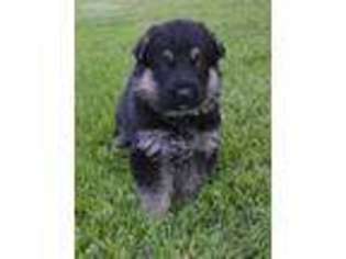German Shepherd Dog Puppy for sale in Grovespring, MO, USA