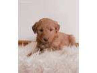 Goldendoodle Puppy for sale in Honey Brook, PA, USA