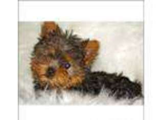 Yorkshire Terrier Puppy for sale in DEERFIELD BEACH, FL, USA