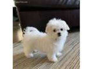 Maltese Puppy for sale in Winton, CA, USA