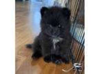 Pomeranian Puppy for sale in Granada Hills, CA, USA