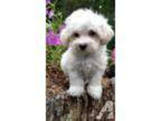 Mutt Puppy for sale in EASTON, MD, USA