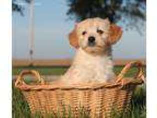 Goldendoodle Puppy for sale in Champaign, IL, USA