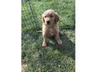 Golden Retriever Puppy for sale in Wheaton, MO, USA