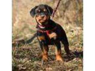 Rottweiler Puppy for sale in Sunnyvale, CA, USA