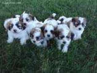 Mutt Puppy for sale in Newberry, IN, USA