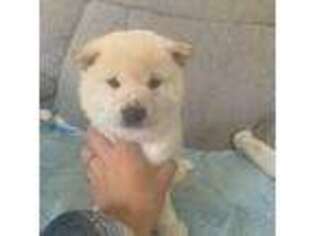 Shiba Inu Puppy for sale in Atglen, PA, USA