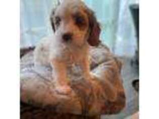 Cavapoo Puppy for sale in Mission Viejo, CA, USA