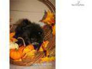 Pomeranian Puppy for sale in Canton, OH, USA