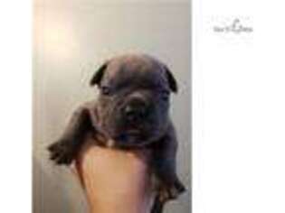 French Bulldog Puppy for sale in Ann Arbor, MI, USA