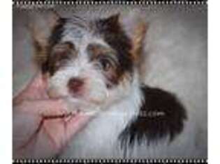 Yorkshire Terrier Puppy for sale in Benton, AR, USA