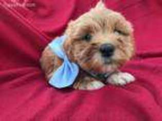 Havanese Puppy for sale in Kirkwood, PA, USA