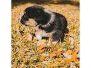 Pembroke Welsh Corgi Puppy for sale in Cedar Park, TX, USA