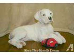 Boxer Puppy for sale in BRUSH PRAIRIE, WA, USA