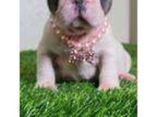 French Bulldog Puppy for sale in Lindsay, CA, USA
