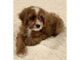 Cavapoo Puppy for sale in Panama City, FL, USA