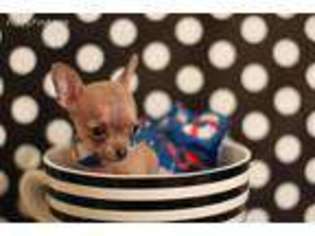 Chihuahua Puppy for sale in Gallatin, TN, USA