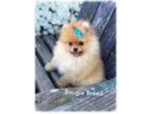 Pomeranian Puppy for sale in Southaven, MS, USA
