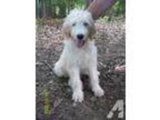 Goldendoodle Puppy for sale in MOUNT AIRY, NC, USA