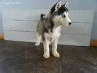 Siberian Husky Puppy for sale in Garrettsville, OH, USA
