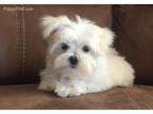 Maltese Puppy for sale in Hartville, MO, USA