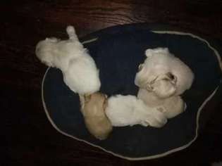 Pekingese Puppy for sale in Paragould, AR, USA