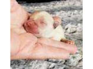 Pomeranian Puppy for sale in Klamath Falls, OR, USA