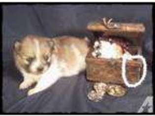 Pomeranian Puppy for sale in ANTHONY, FL, USA