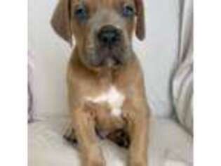 Cane Corso Puppy for sale in Allen, TX, USA