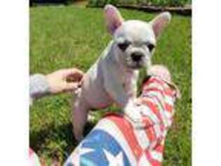 French Bulldog Puppy for sale in Homer, LA, USA