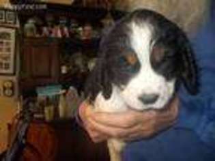 English Springer Spaniel Puppy for sale in Glover, VT, USA