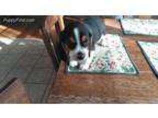 Beagle Puppy for sale in Poughquag, NY, USA