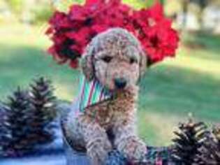 Labradoodle Puppy for sale in Lake City, FL, USA