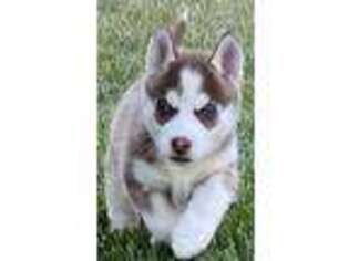 Siberian Husky Puppy for sale in Tehachapi, CA, USA