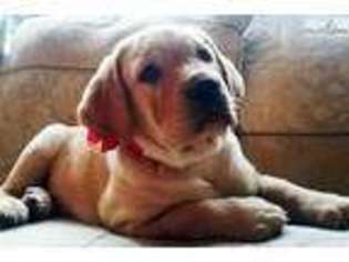 Labrador Retriever Puppy for sale in Cleveland, OH, USA