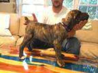 Cane Corso Puppy for sale in Matthews, NC, USA