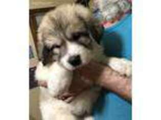 Great Pyrenees Puppy for sale in Menomonie, WI, USA
