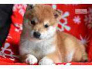 Shiba Inu Puppy for sale in Harrisburg, PA, USA