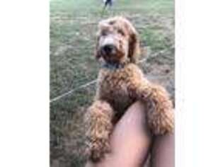Goldendoodle Puppy for sale in Pickton, TX, USA