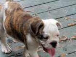 Bulldog Puppy for sale in Gainesville, FL, USA
