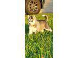 Siberian Husky Puppy for sale in Victoria, TX, USA