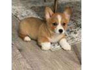 Pembroke Welsh Corgi Puppy for sale in The Colony, TX, USA
