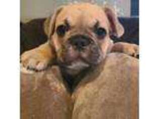 French Bulldog Puppy for sale in Rochester, IL, USA