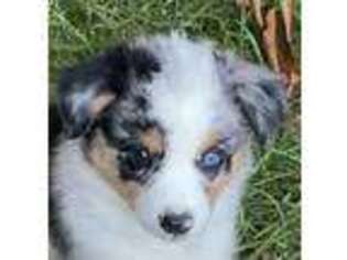 Miniature Australian Shepherd Puppy for sale in Orlando, FL, USA