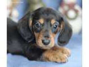 Dachshund Puppy for sale in Wentworth, MO, USA