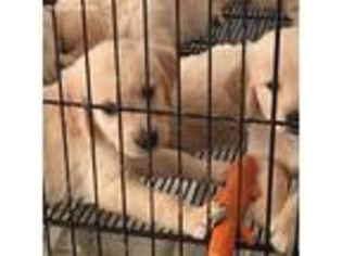 Golden Retriever Puppy for sale in Manchester, TN, USA