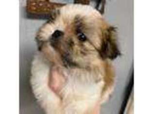 Mal-Shi Puppy for sale in Walnut Ridge, AR, USA