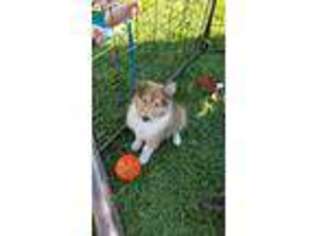 Collie Puppy for sale in North Baltimore, OH, USA