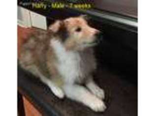 Collie Puppy for sale in Lonoke, AR, USA